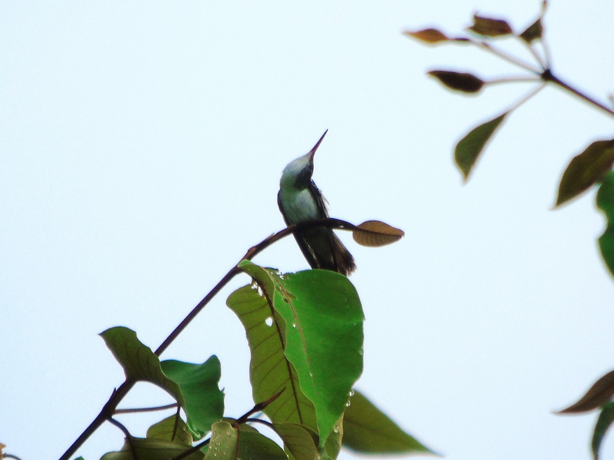 kolibřík helikóniový - ML619998216