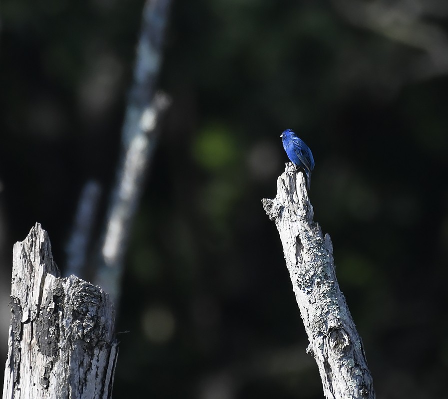 Indigo Bunting - ML619998222