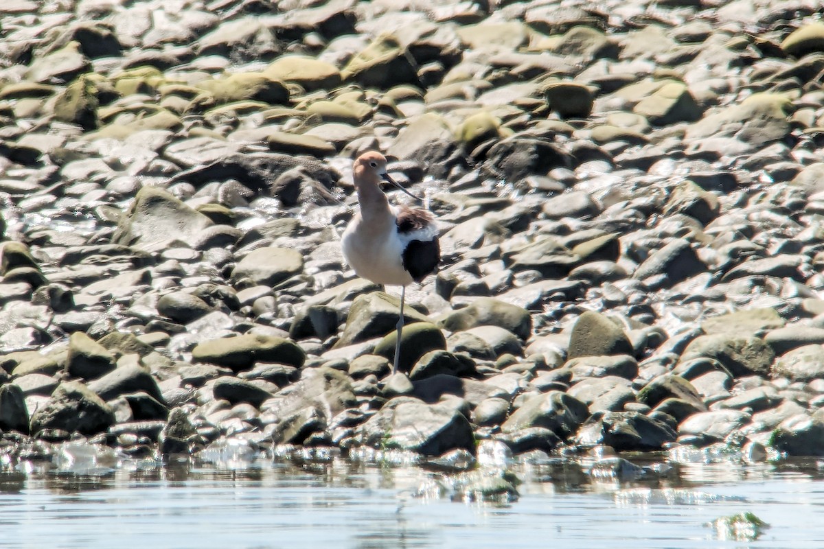 Avoceta Americana - ML619998223