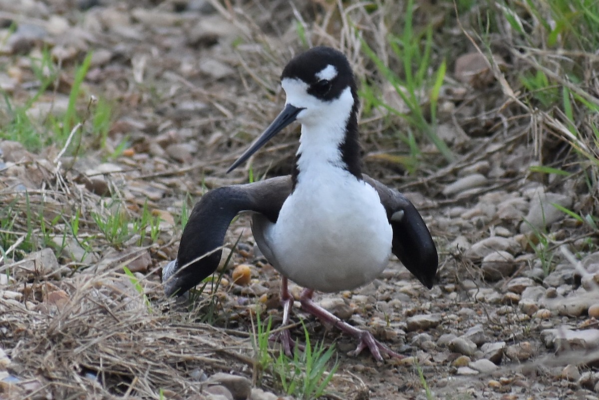 Black-necked Stilt - ML619998235