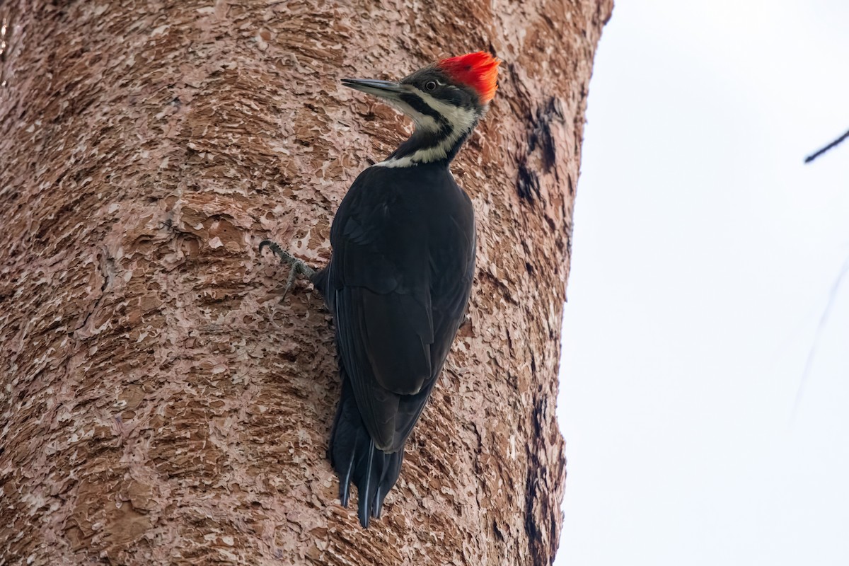 Pileated Woodpecker - ML619998238