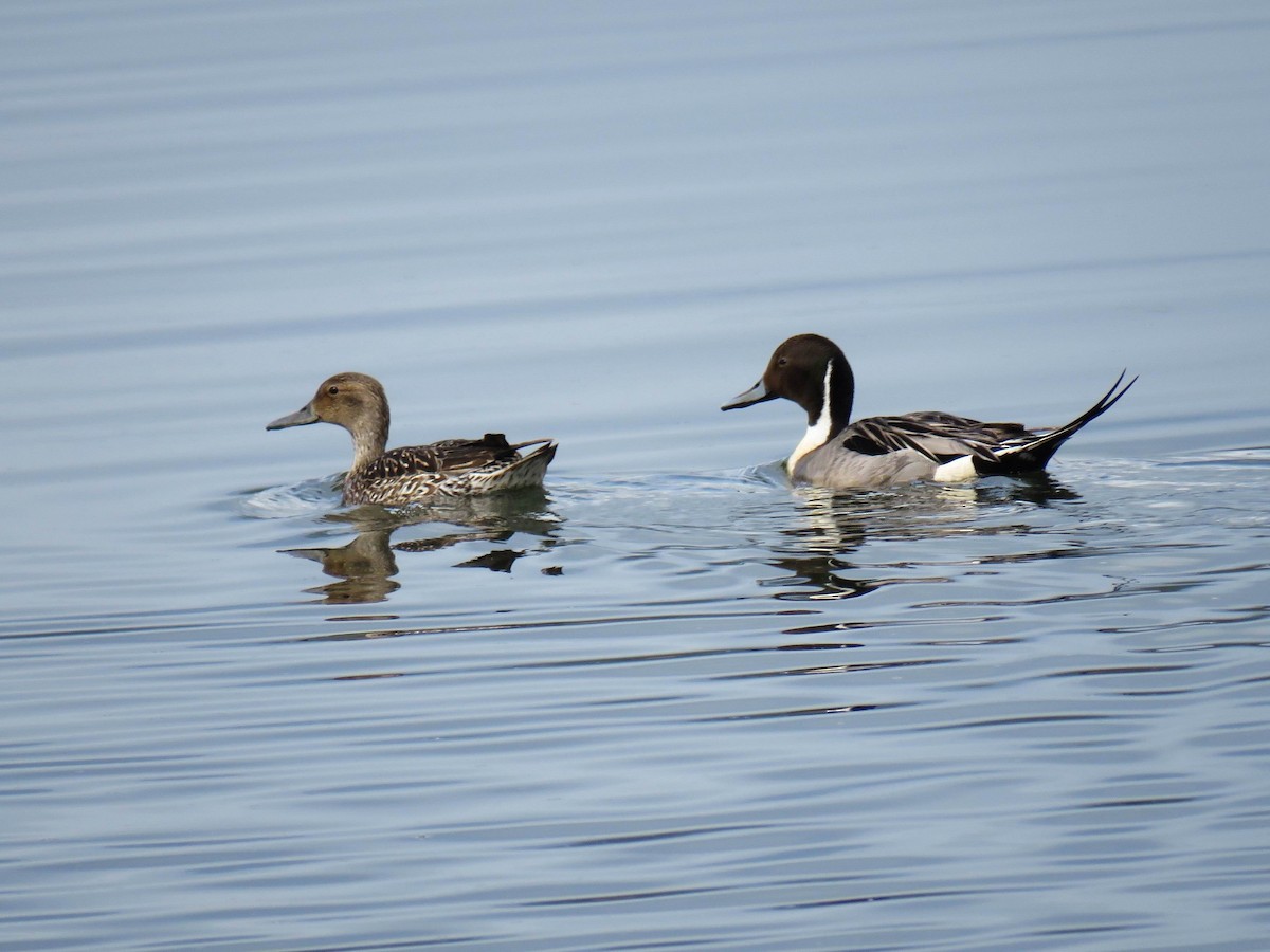 Northern Pintail - ML619998245