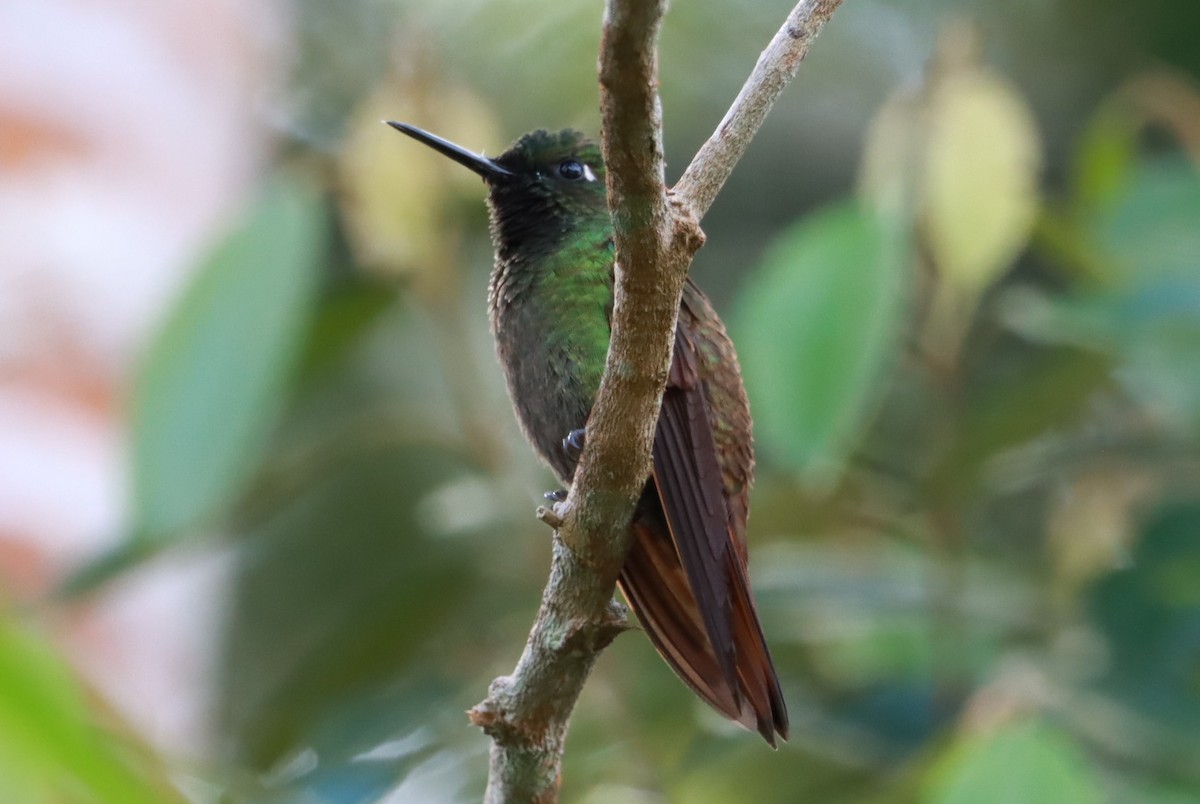 kolibřík brazilský - ML619998250