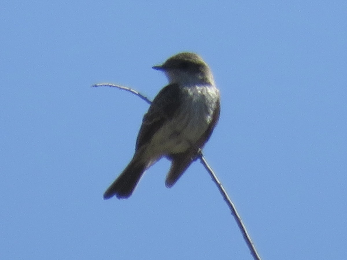 Vermilion Flycatcher - ML619998261