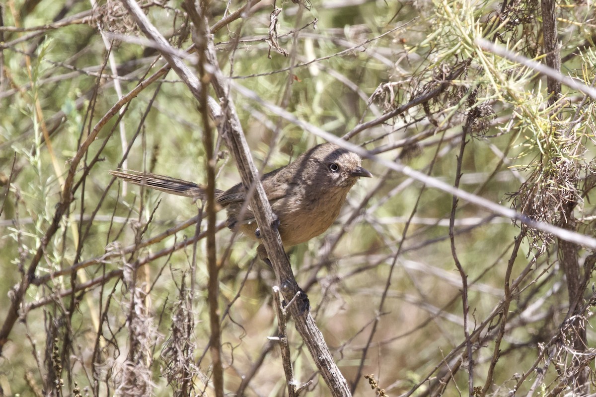 Wrentit - Torin Waters 🦉