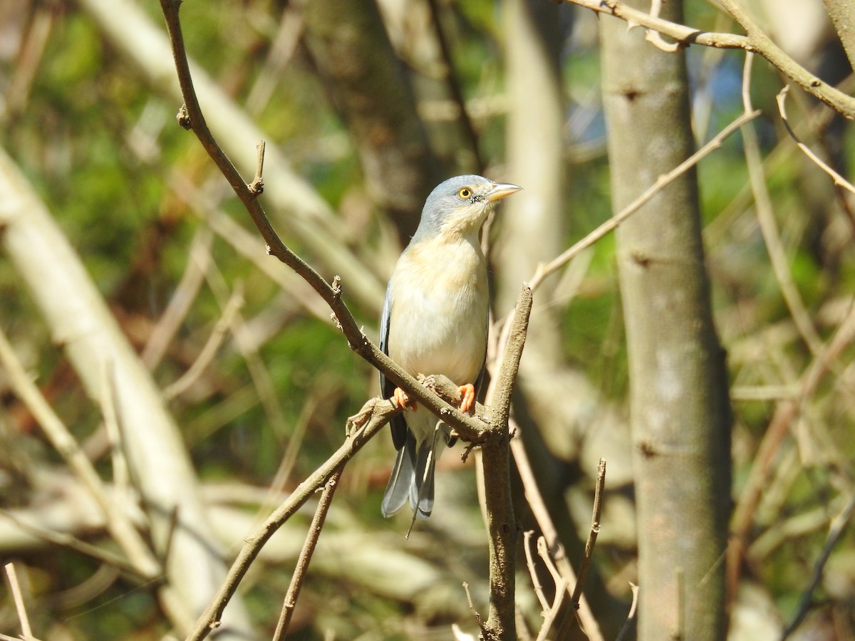 Hooded Tanager - ML619998269