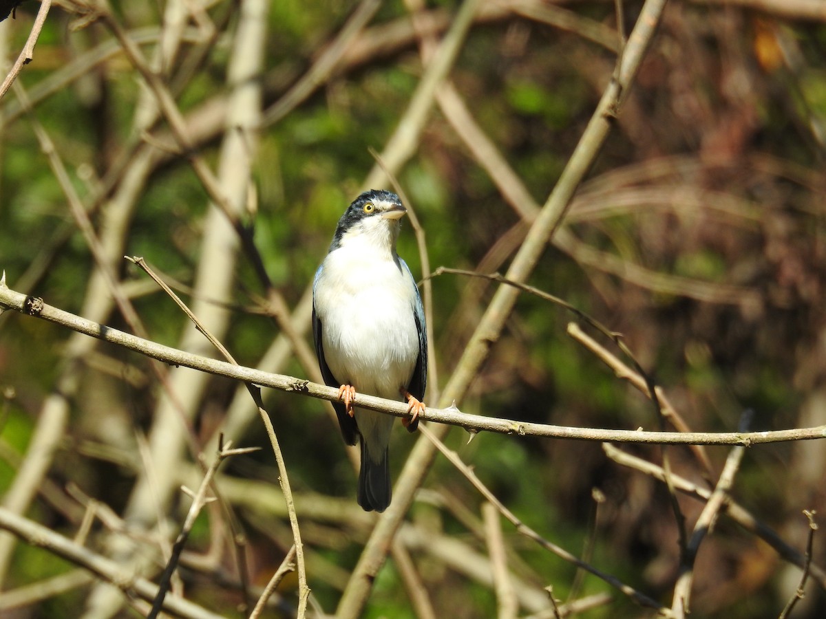 Hooded Tanager - ML619998275