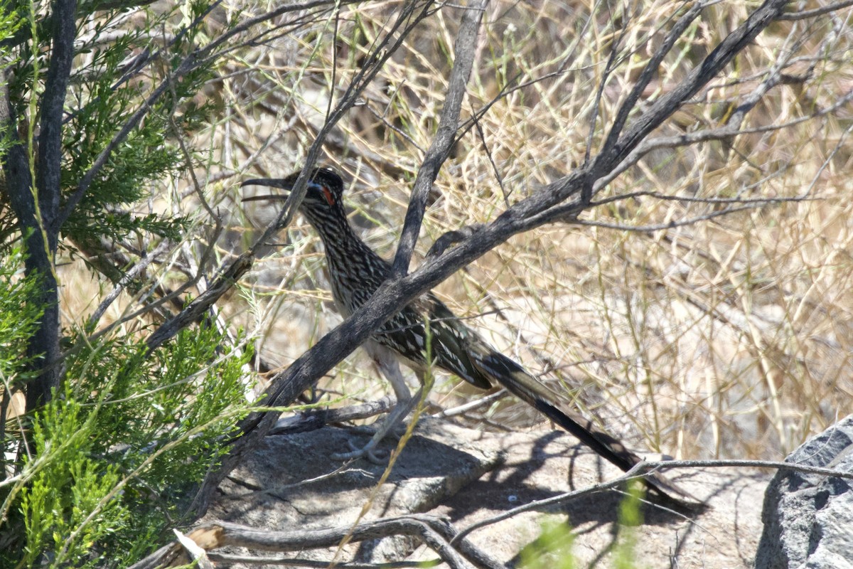 Greater Roadrunner - ML619998278