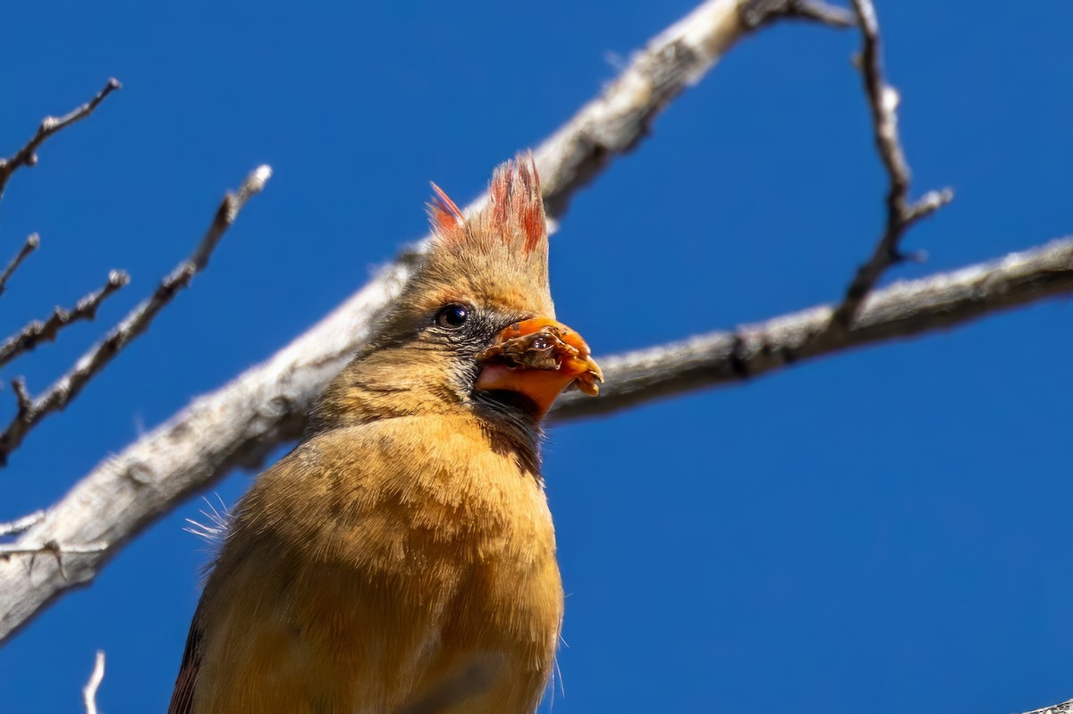 Northern Cardinal - ML619998287