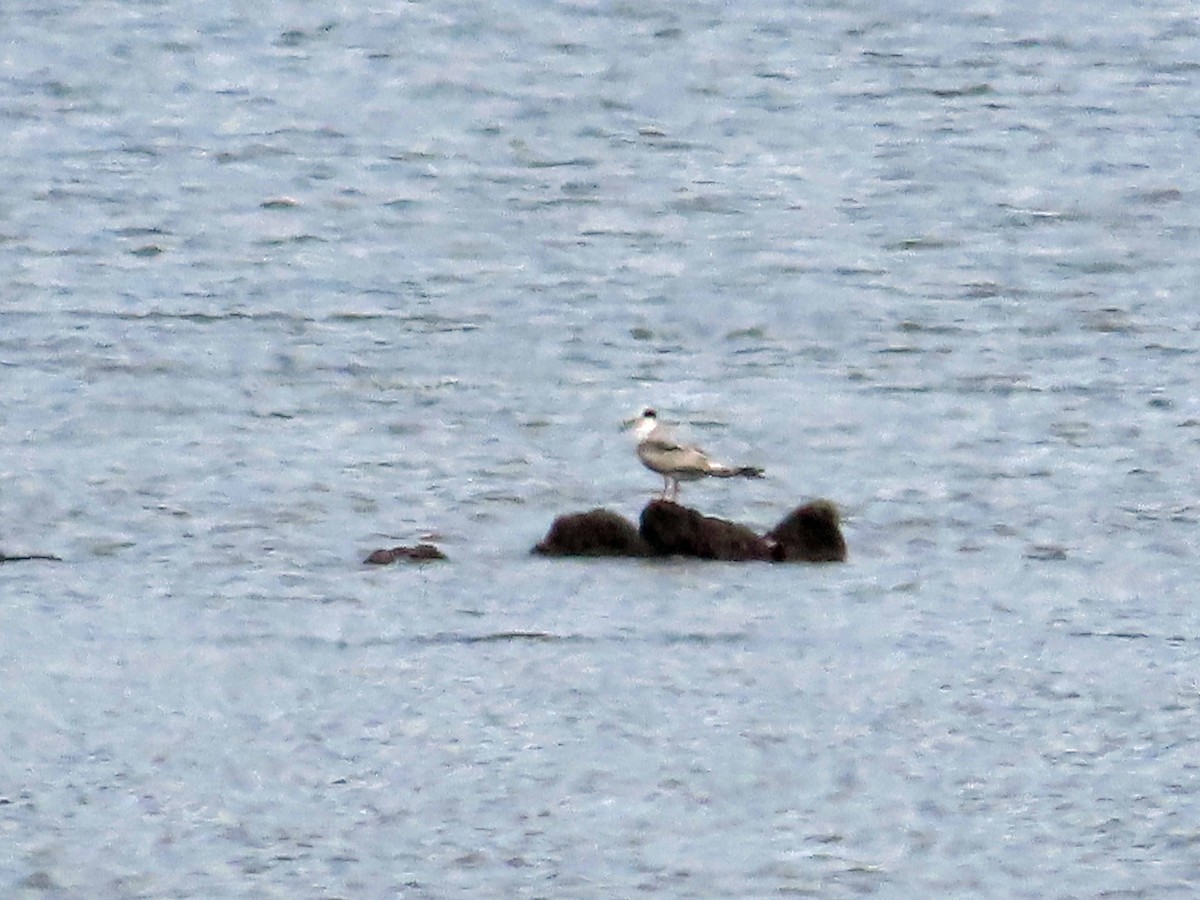 Common Tern - ML619998290