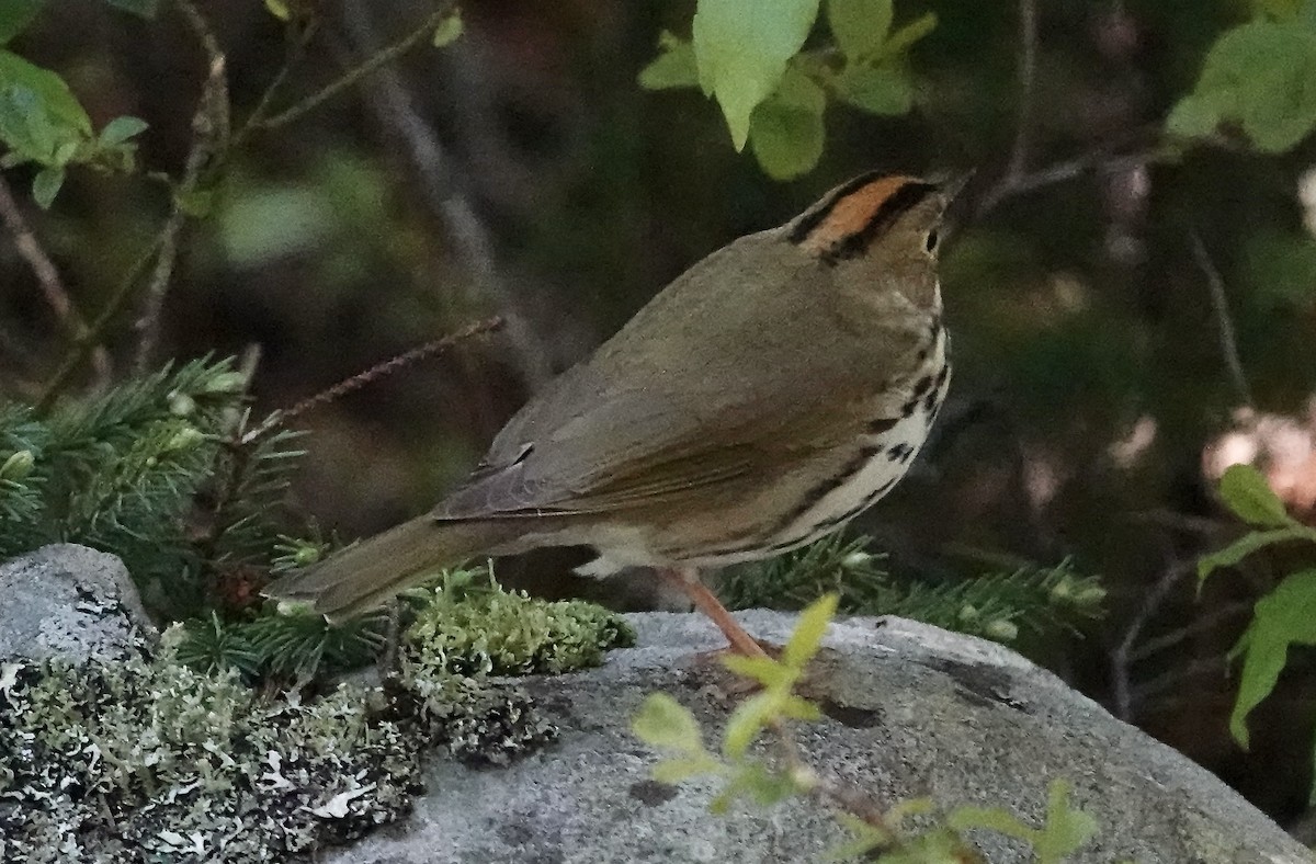 Paruline couronnée - ML619998295