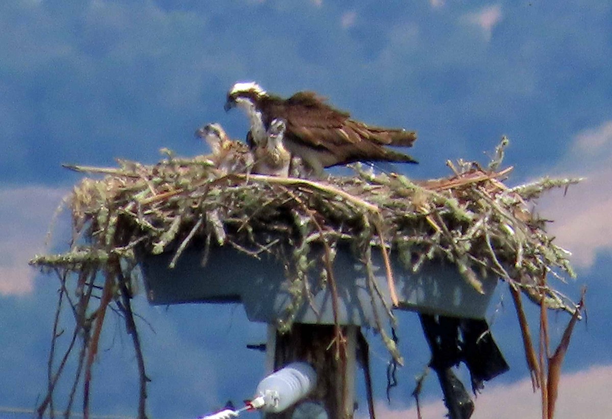 Águila Pescadora - ML619998299