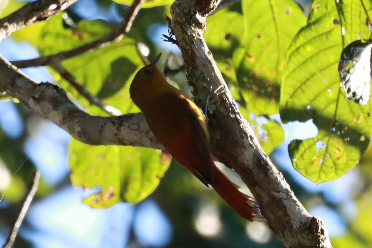 Olivaceous Woodcreeper - ML619998307