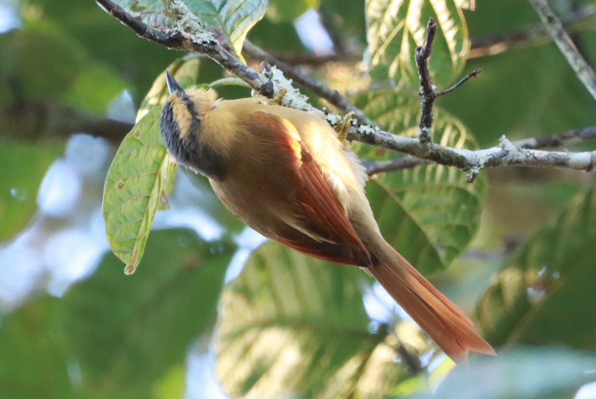 Buff-fronted Foliage-gleaner - ML619998310