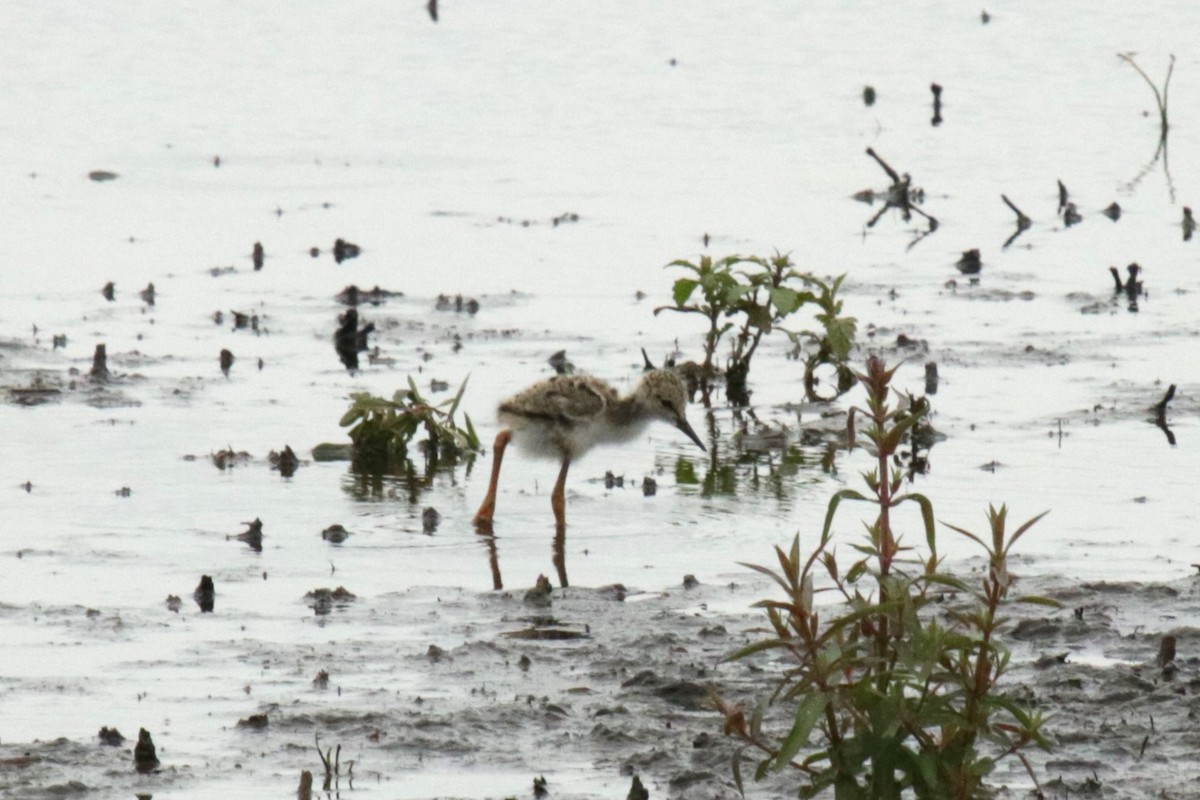 Avoceta Común - ML619998312