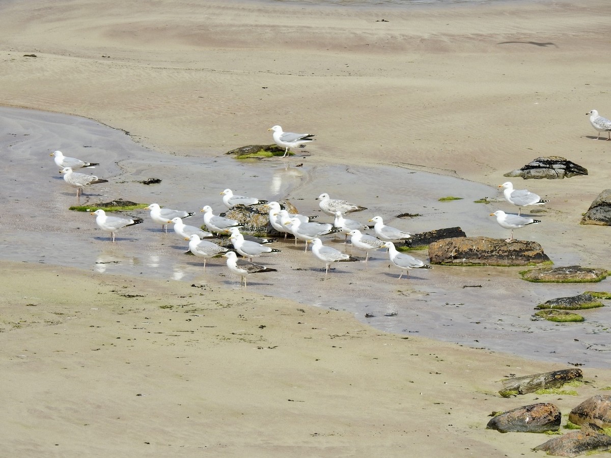 Herring Gull (European) - ML619998313