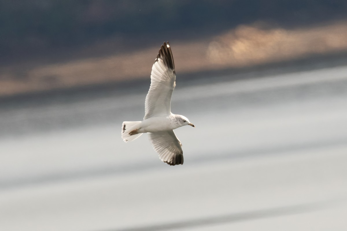 Ring-billed Gull - ML619998326