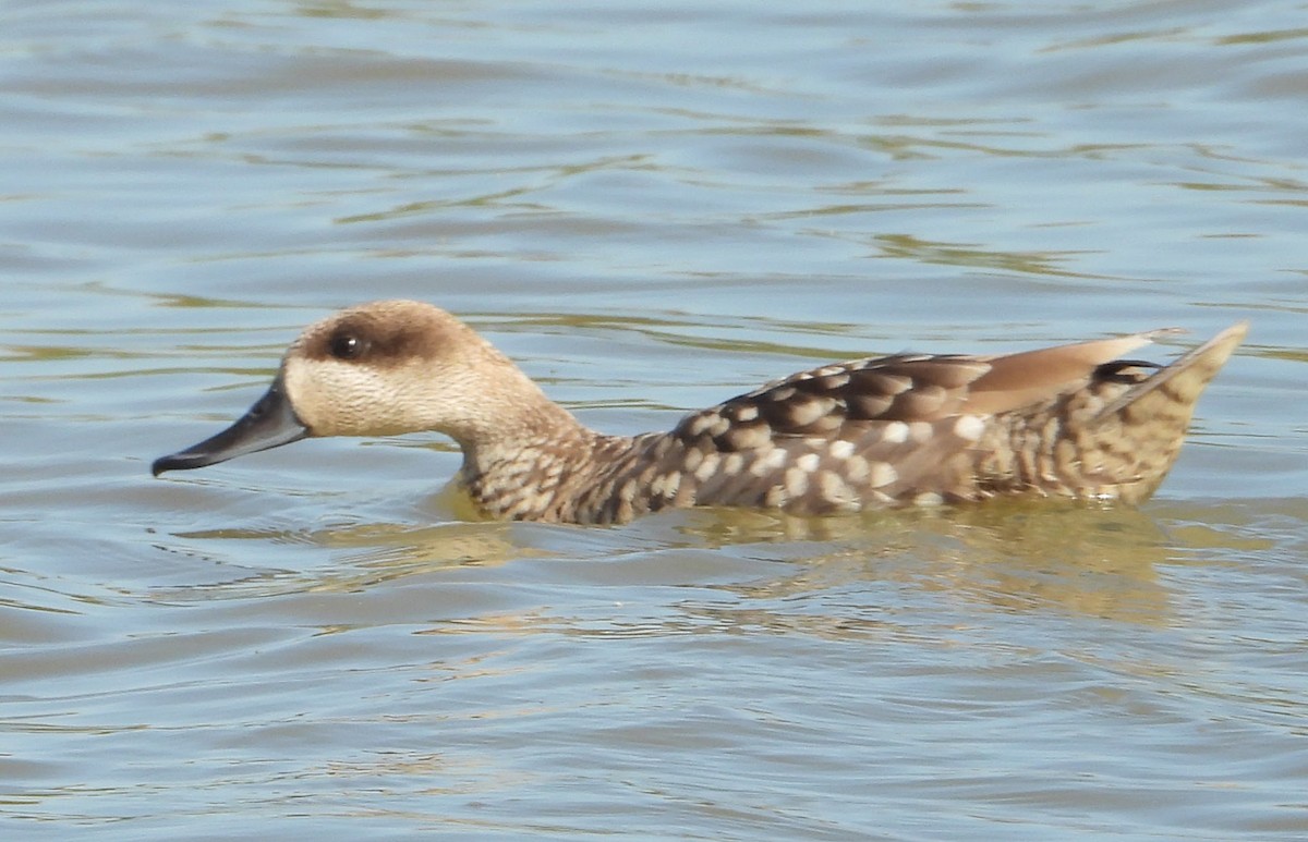 Marbled Duck - ML619998328