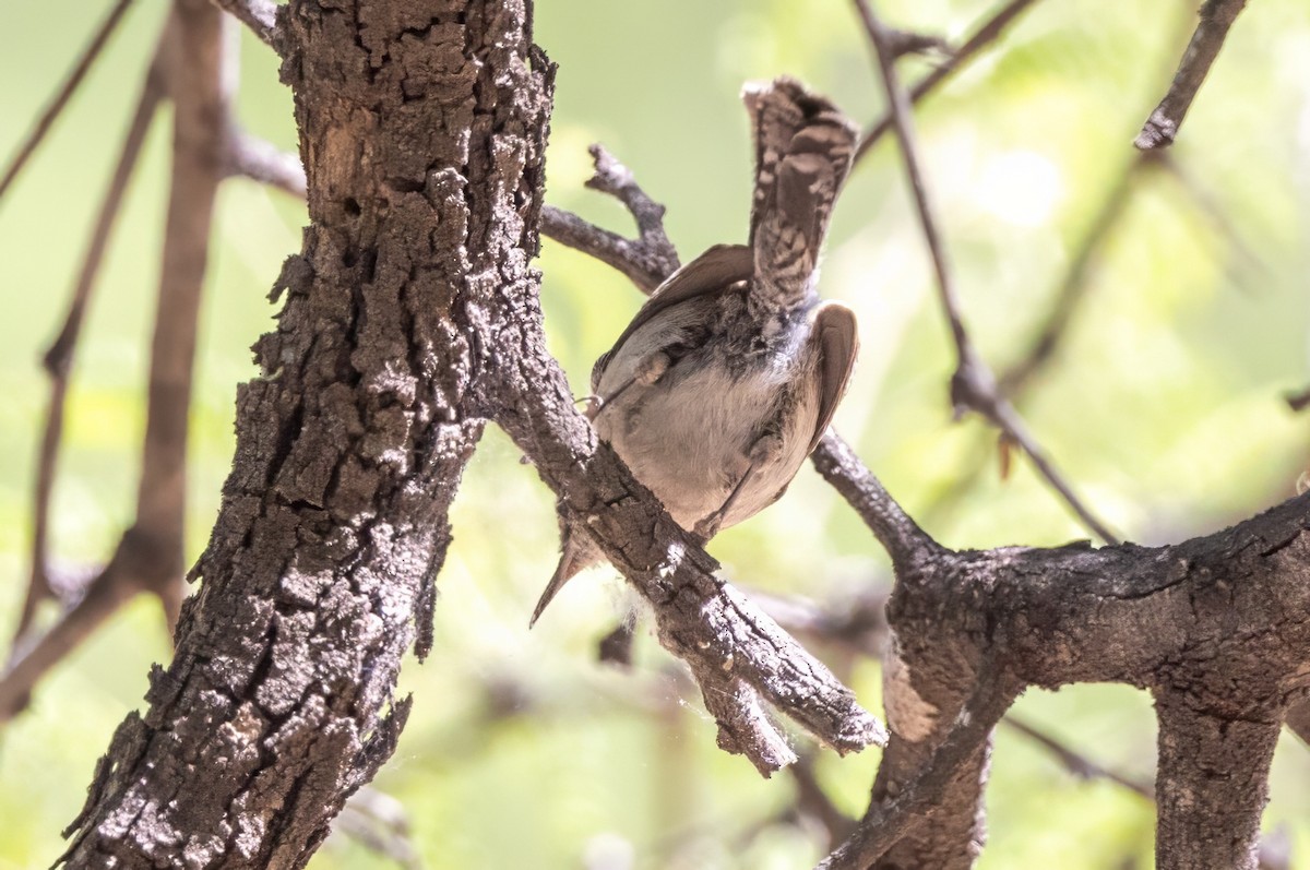 Bewick's Wren - ML619998330