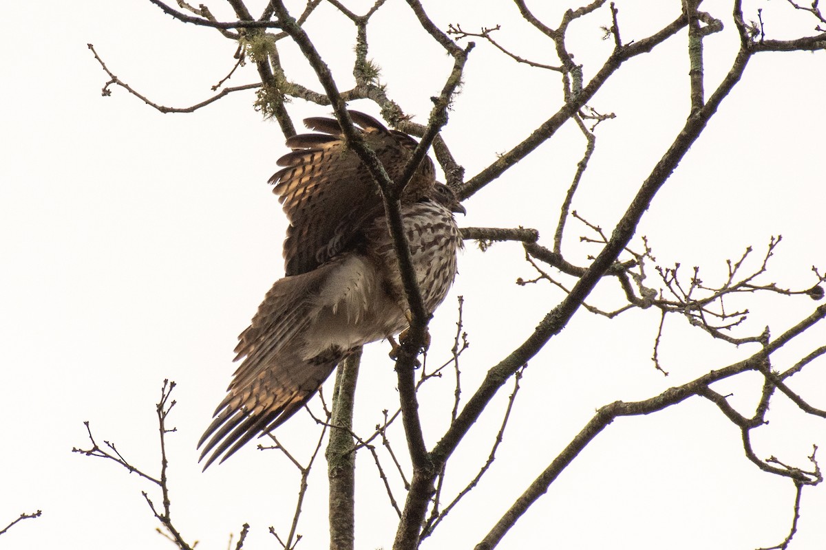 Red-shouldered Hawk - ML619998331