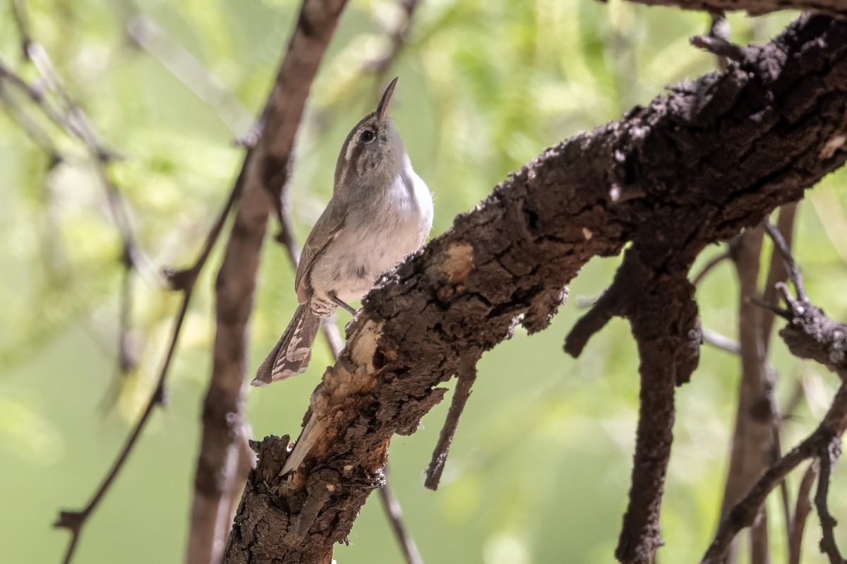 Bewick's Wren - ML619998333