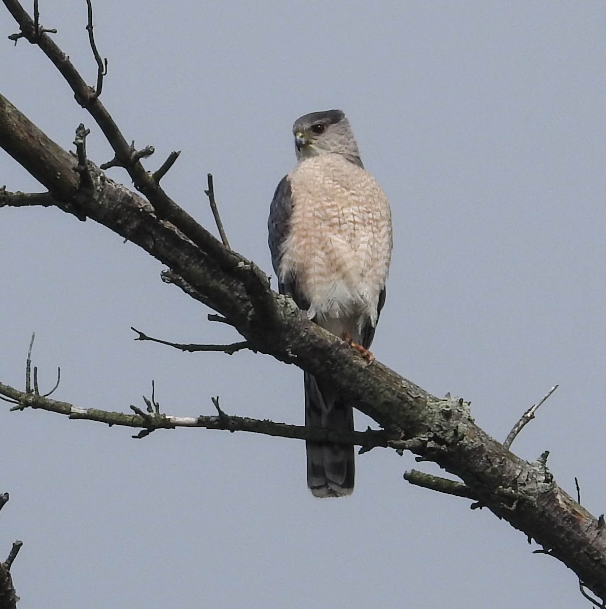 Cooper's Hawk - ML619998334