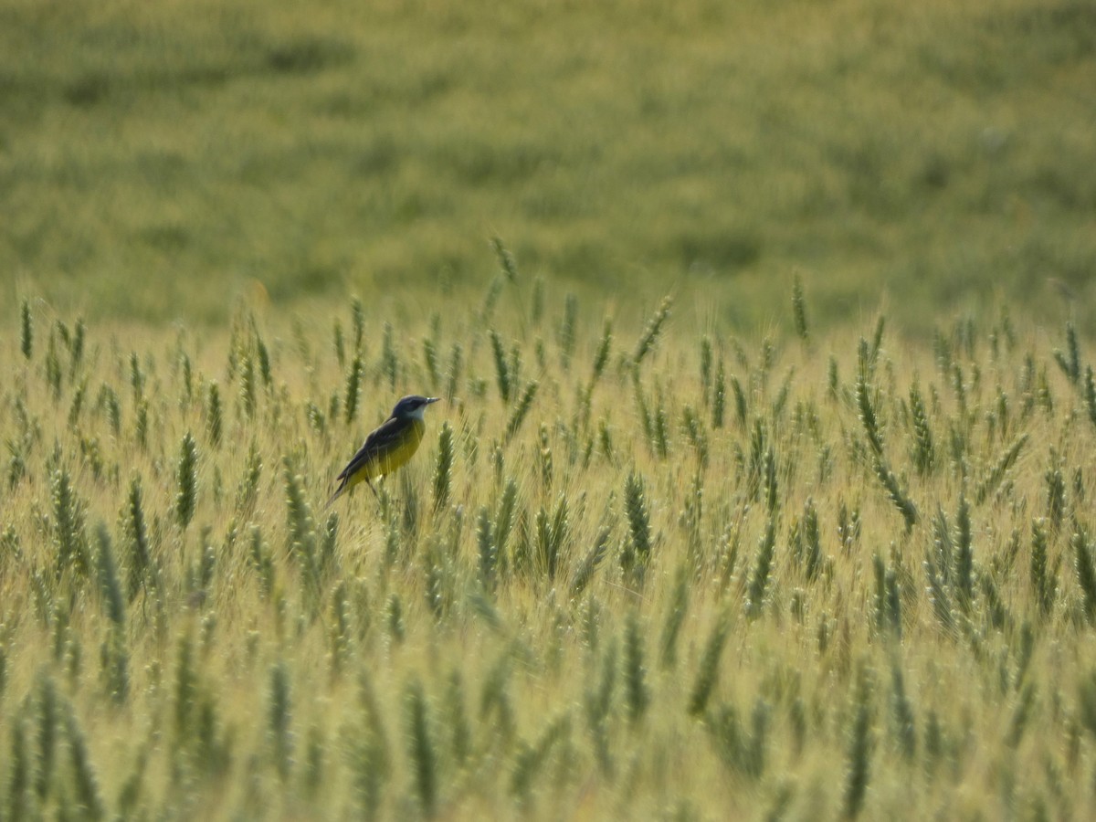 Western Yellow Wagtail - ML619998335