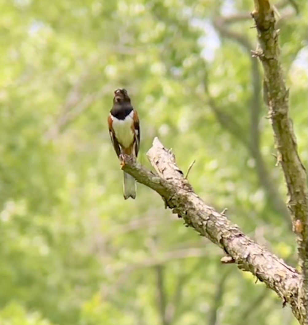 Eastern Towhee - ML619998338