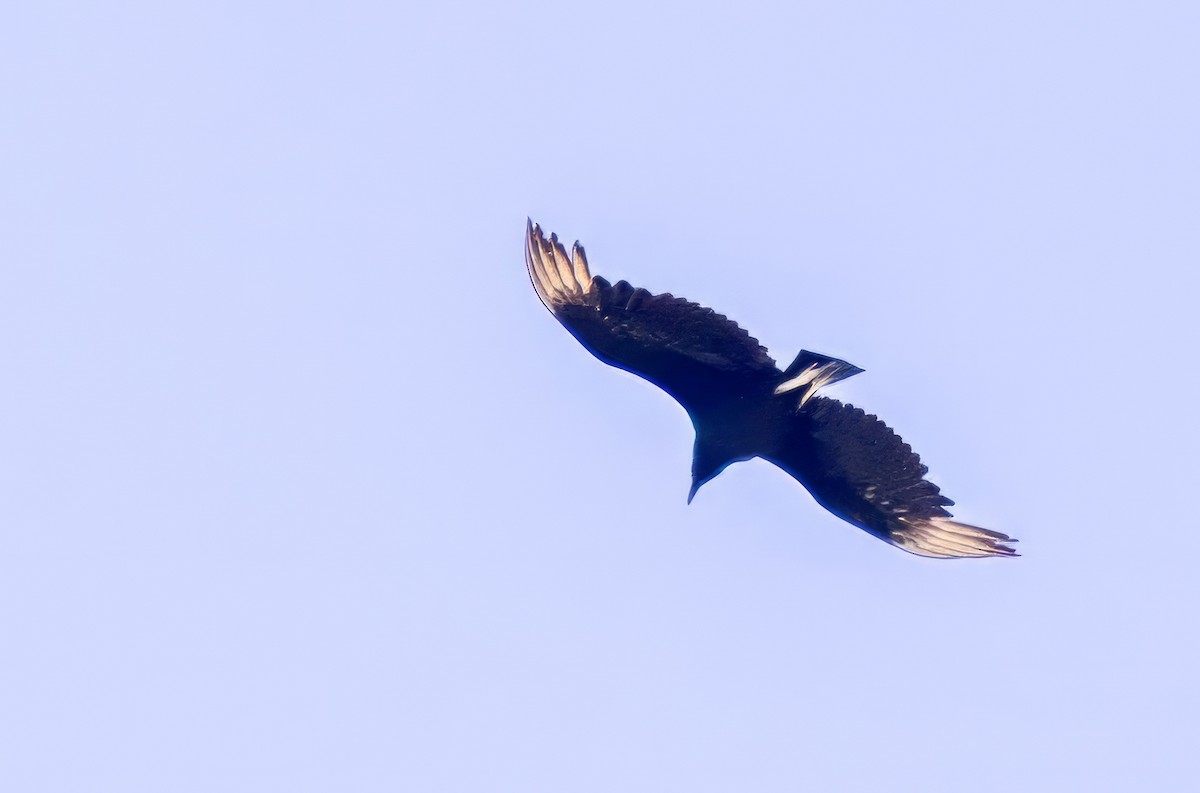 Black Vulture - ML619998341