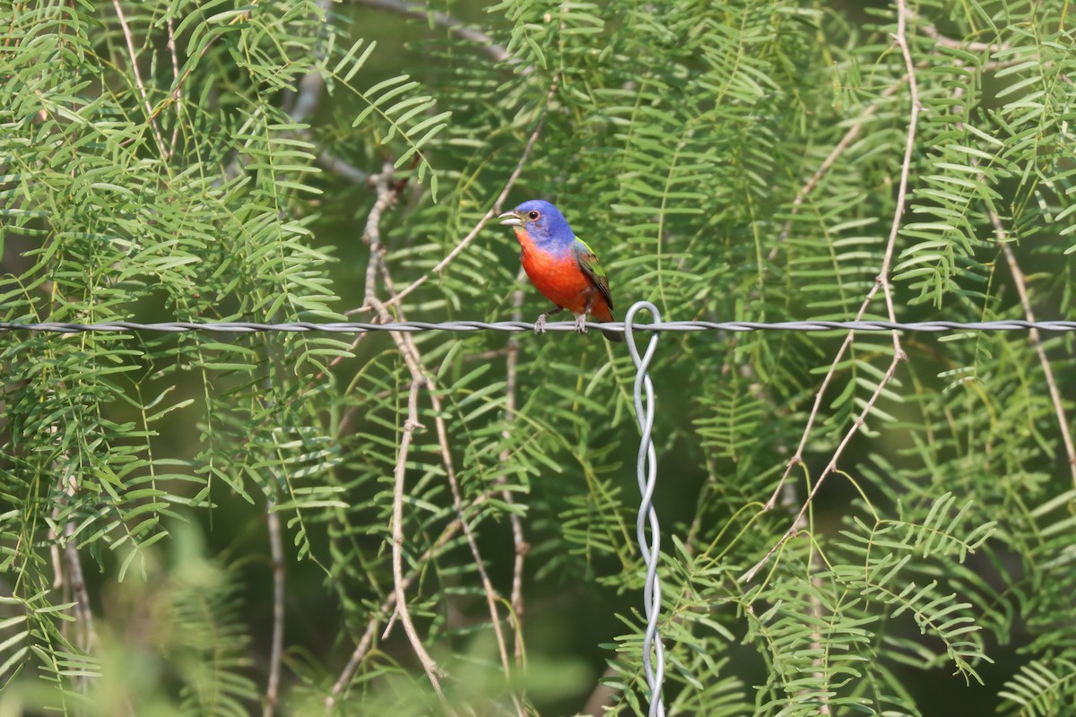Painted Bunting - ML619998359