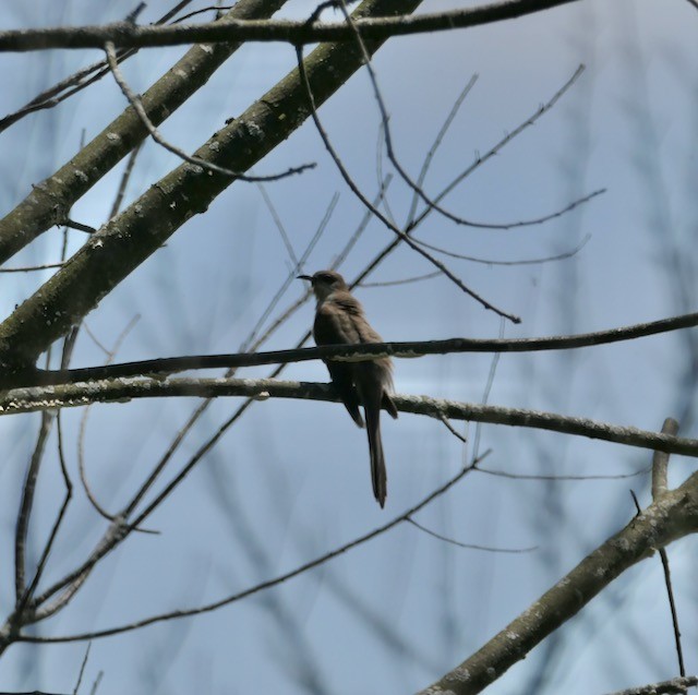 Black-billed Cuckoo - ML619998366