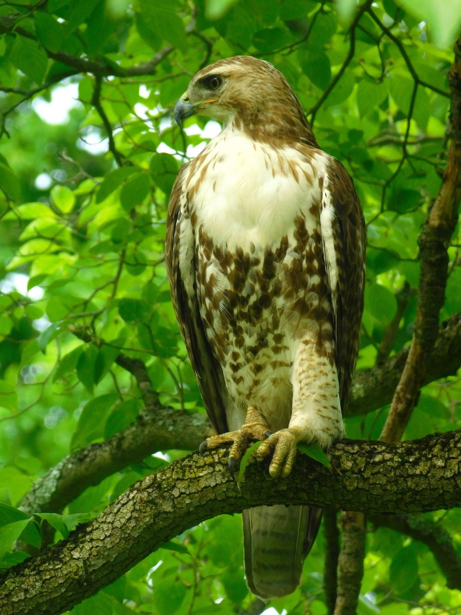 Red-tailed Hawk - ML619998371