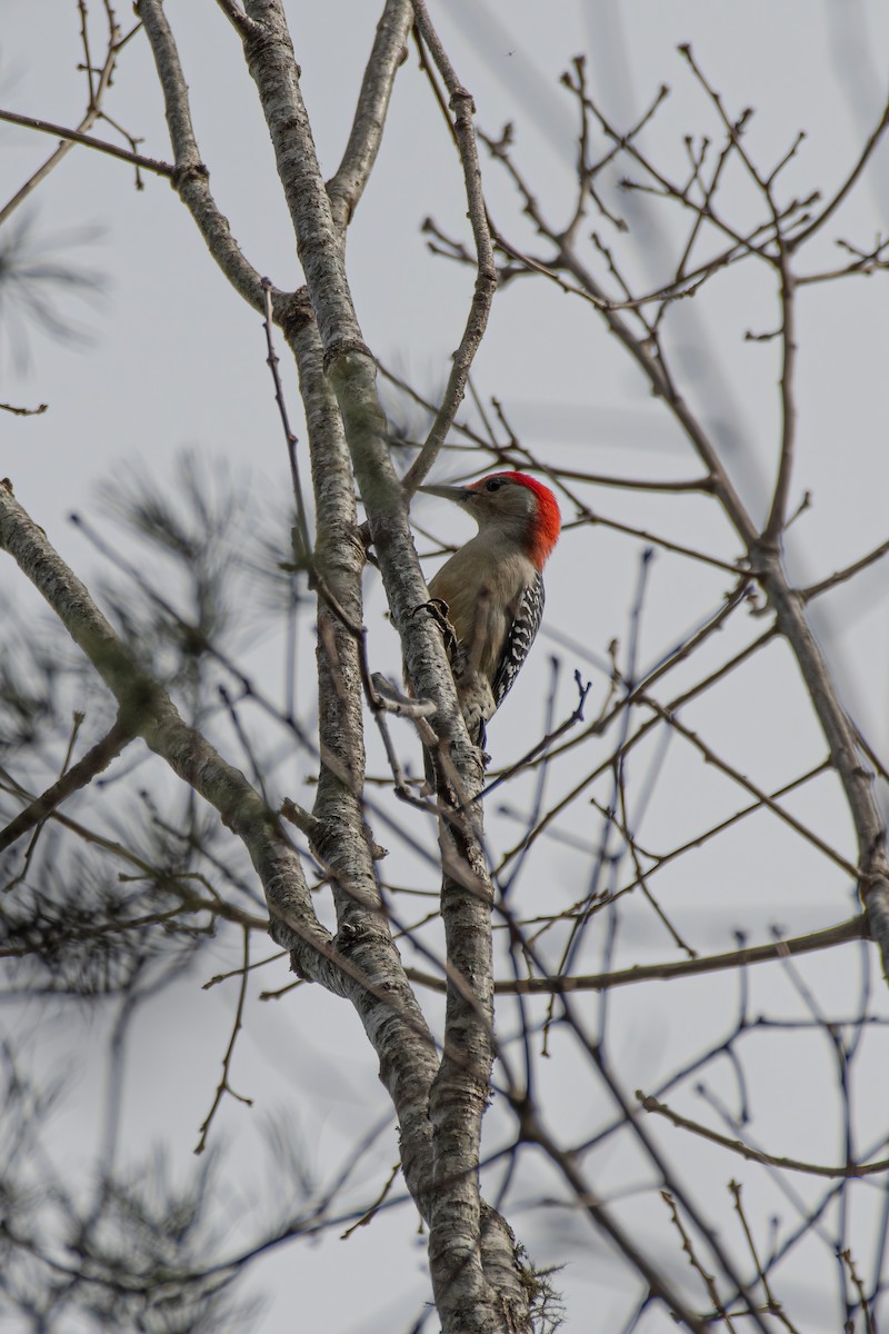 Red-bellied Woodpecker - ML619998372