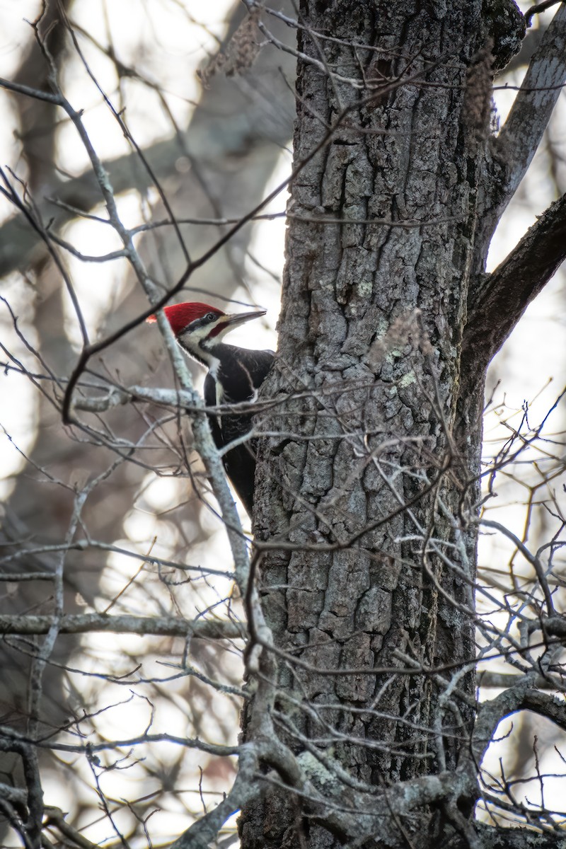 Pileated Woodpecker - ML619998382