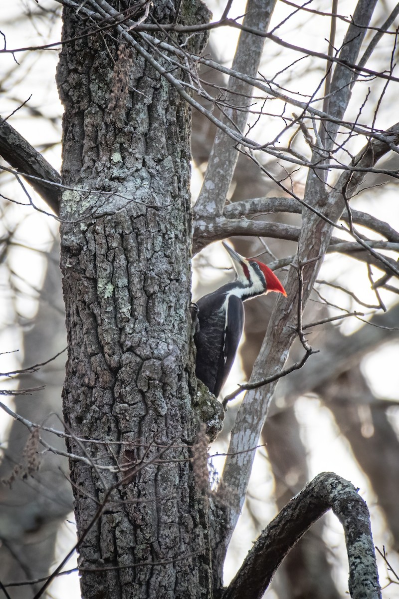 Pileated Woodpecker - ML619998383