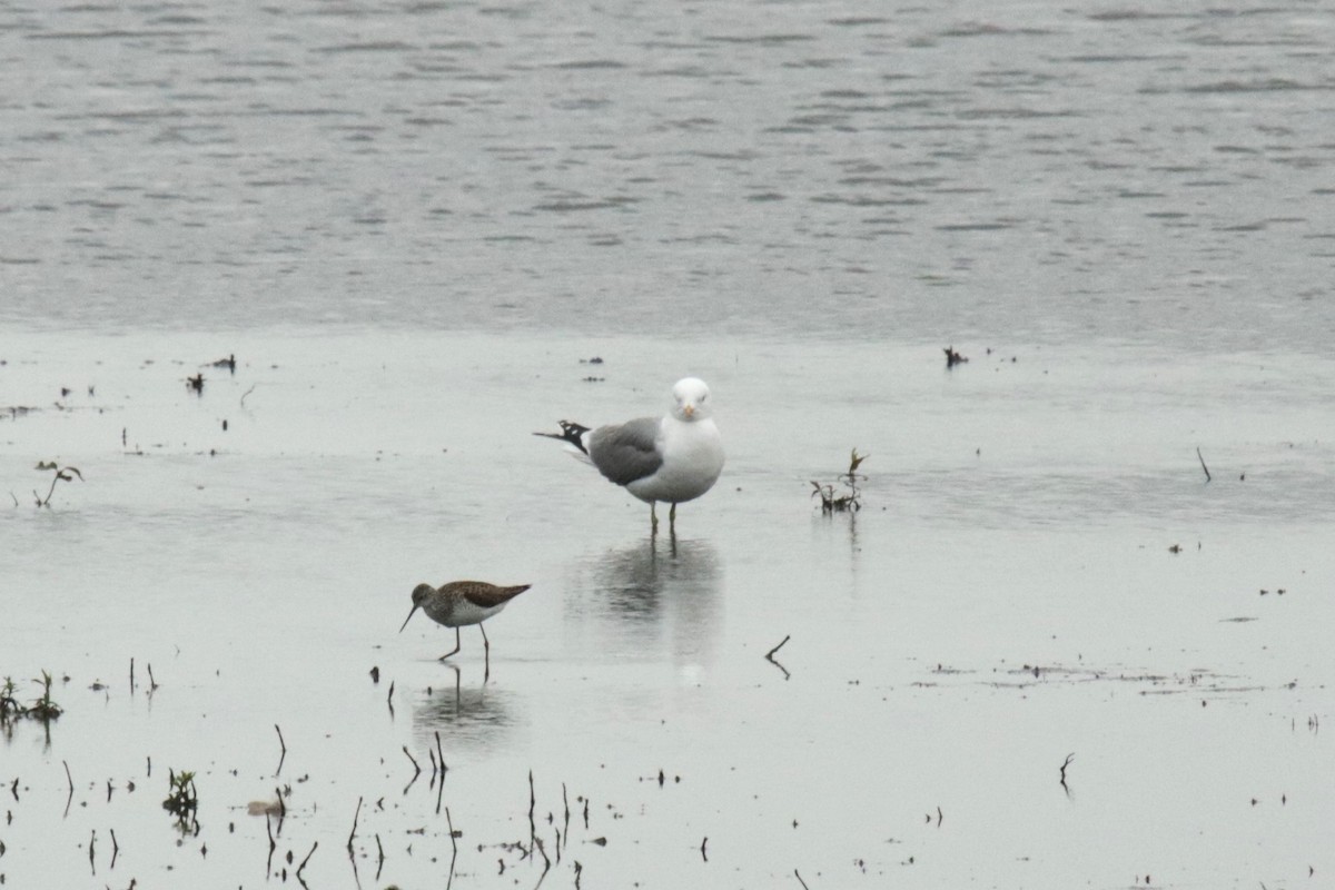 Common Gull - ML619998388