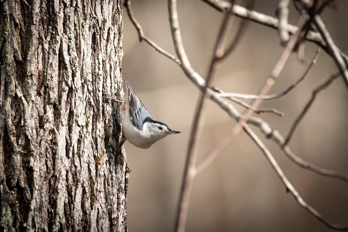 White-breasted Nuthatch - ML619998394