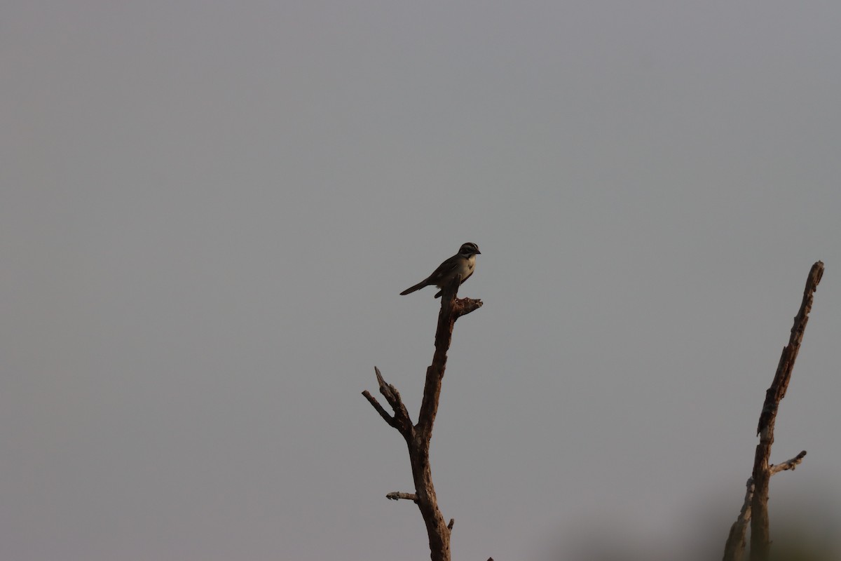 Lark Sparrow - Michelle Cano 🦜