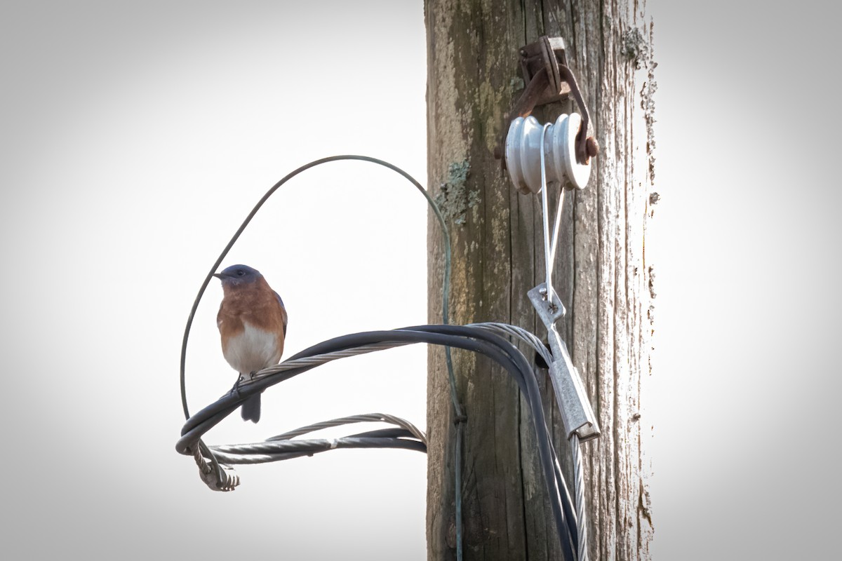 Eastern Bluebird - ML619998411