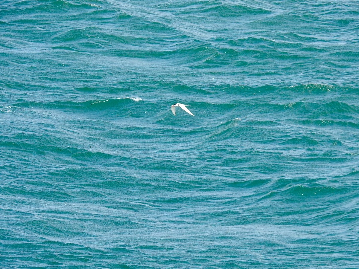 Common Tern - ML619998415