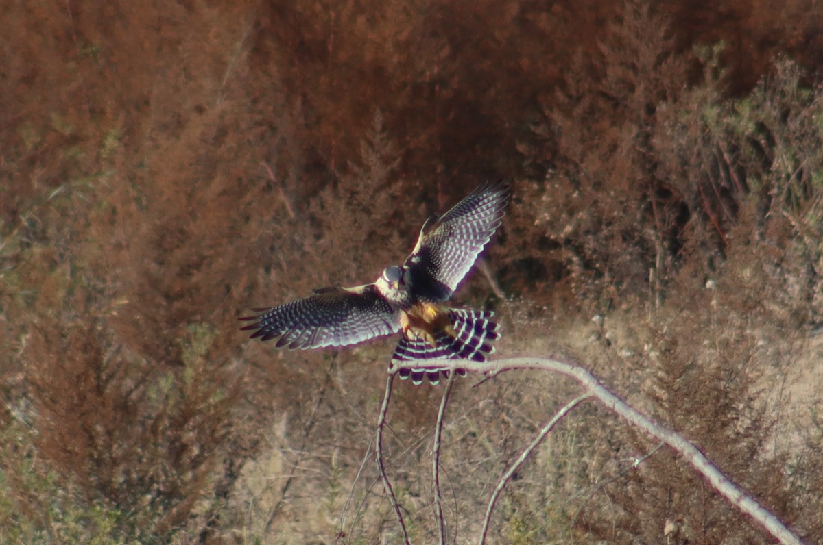 Aplomado Falcon - ML619998419