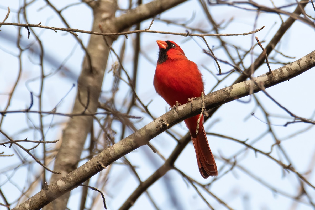 Cardinal rouge - ML619998420