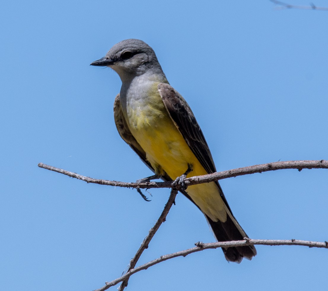 Western Kingbird - Holly Kaltenstein