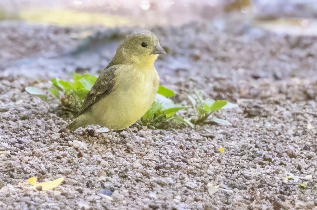 Lesser Goldfinch - ML619998428