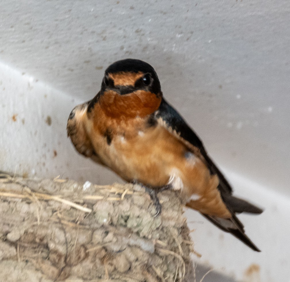 Barn Swallow - ML619998431