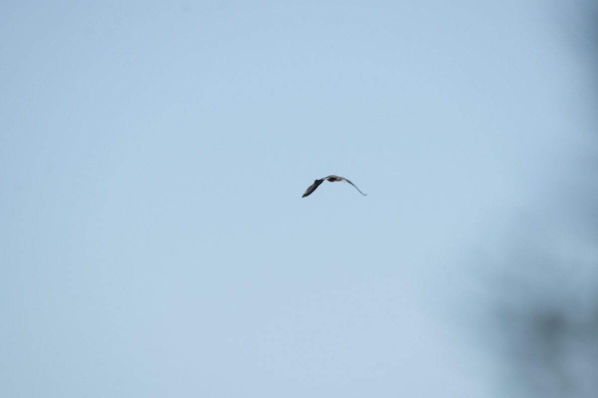 ibis hnědý - ML619998432