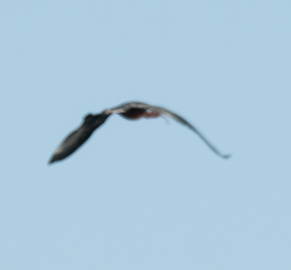 ibis hnědý - ML619998433