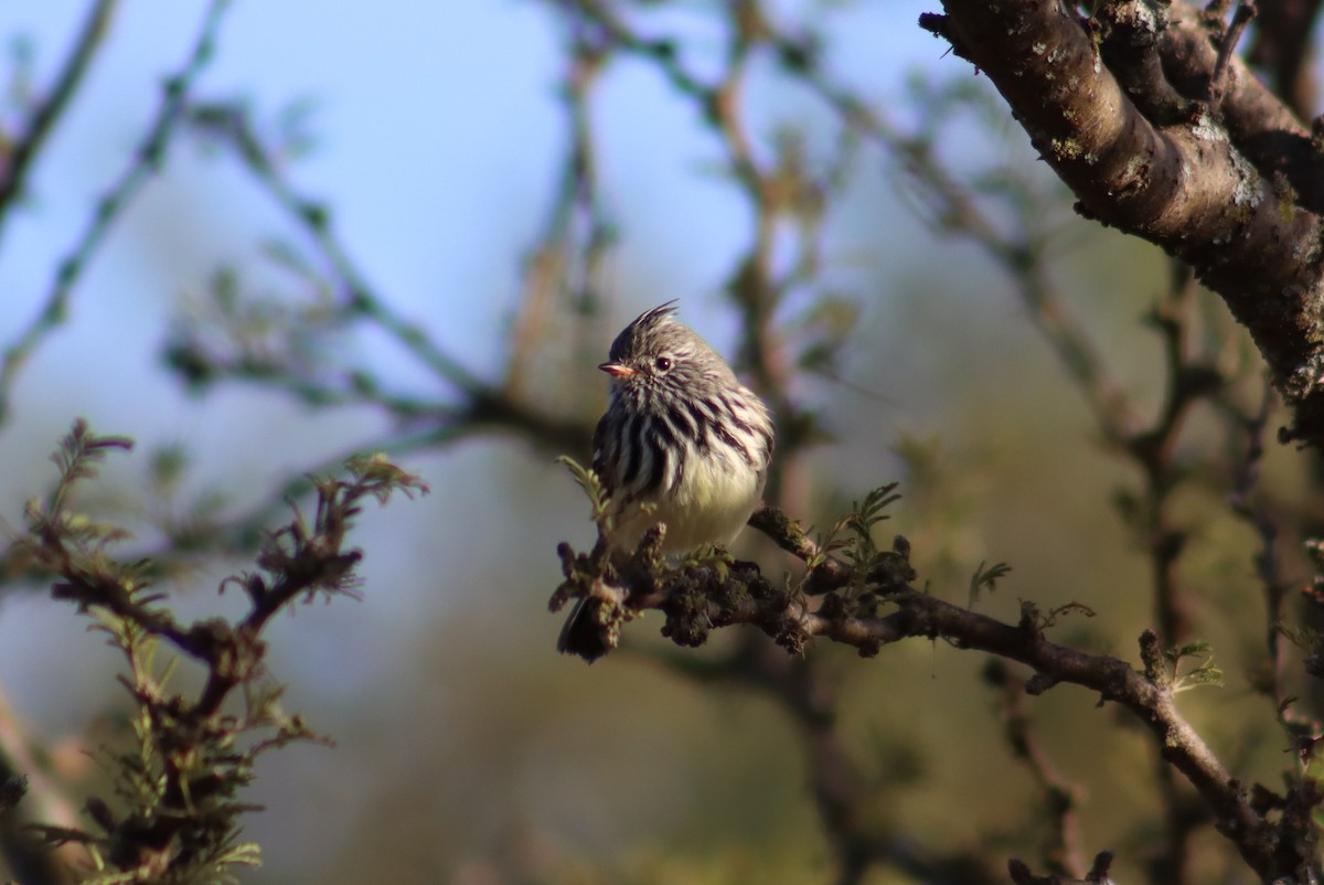 Yellow-billed Tit-Tyrant - ML619998434