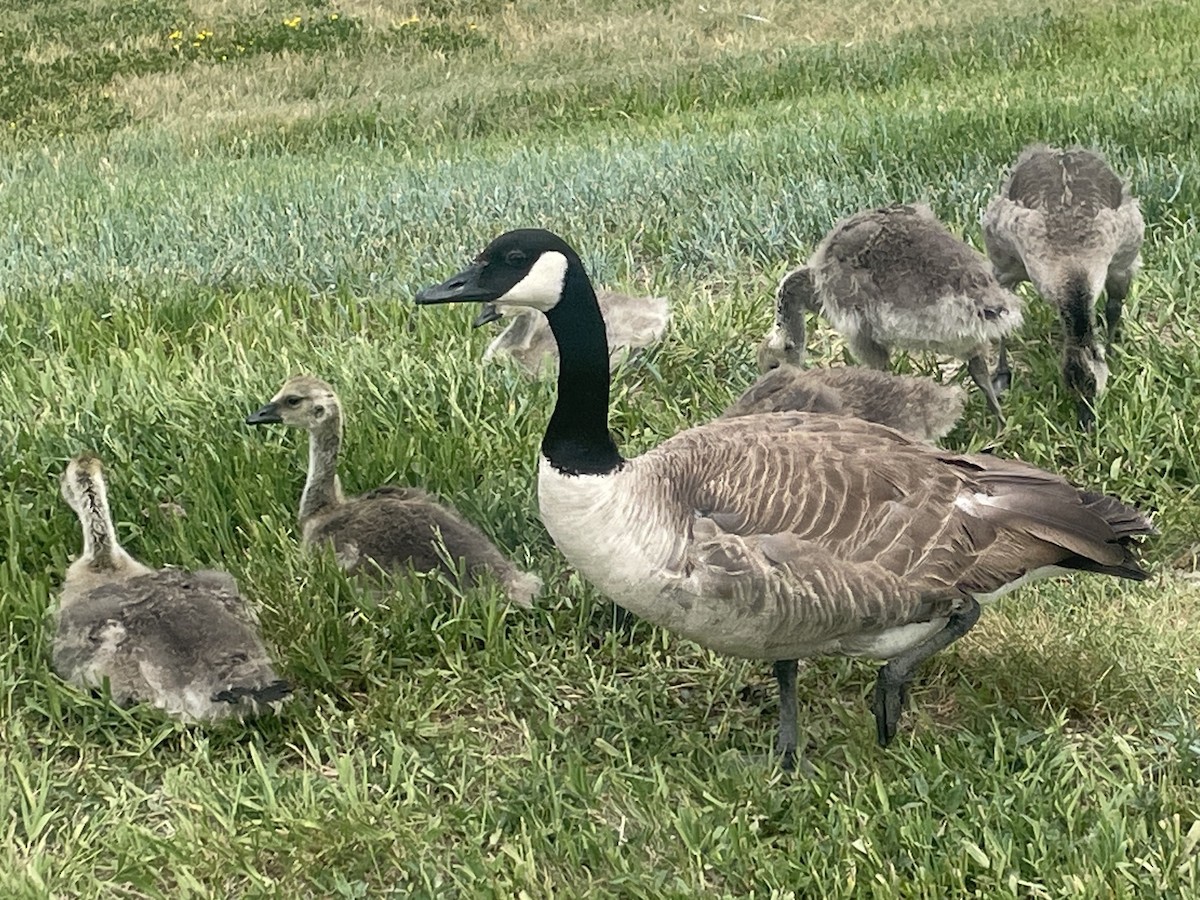 Canada Goose - ML619998438