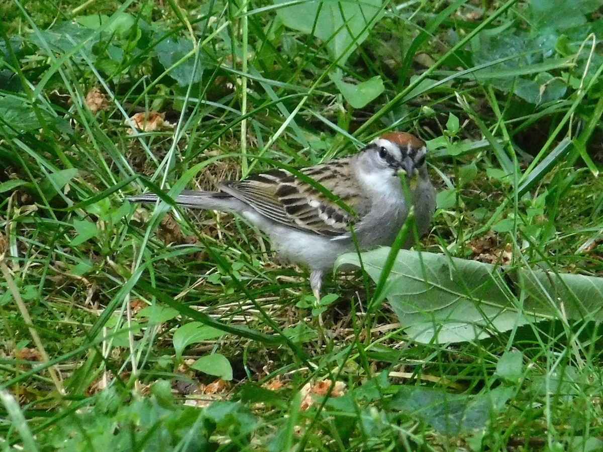 Chipping Sparrow - ML619998439